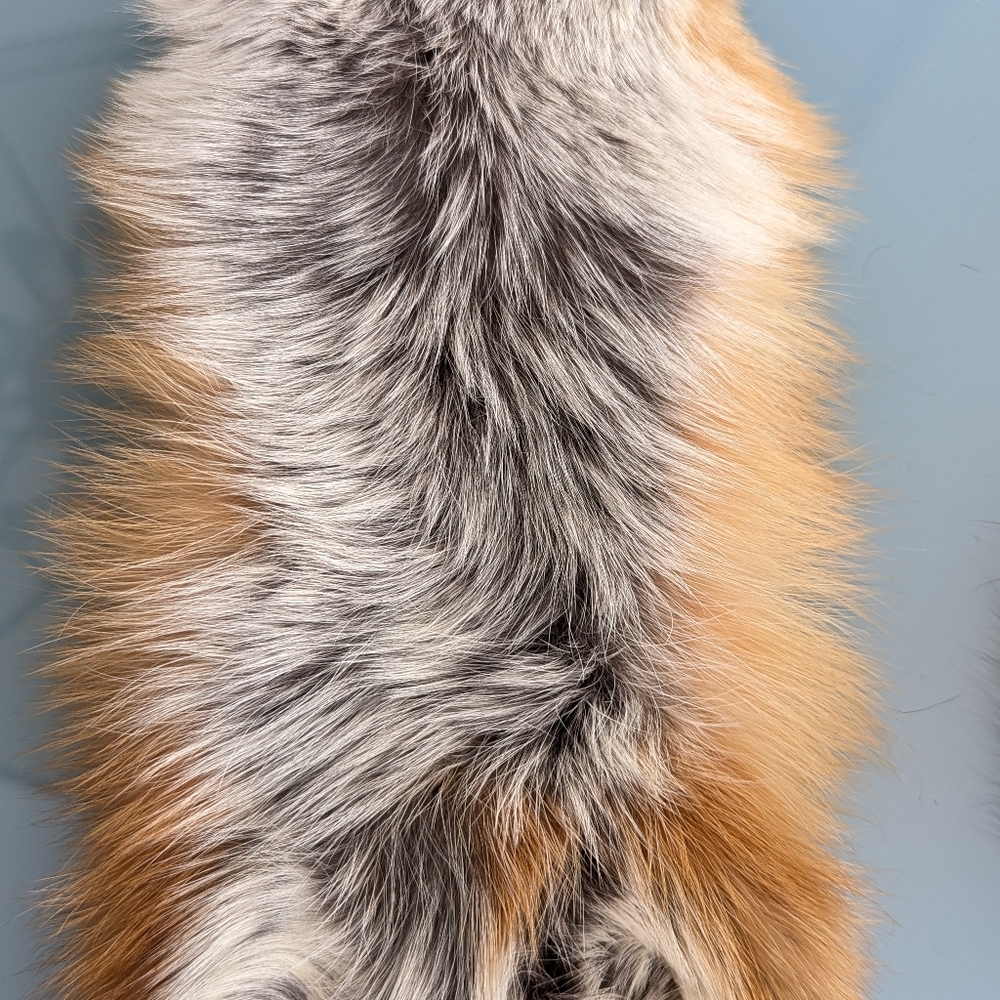 Red Fox Fur Pelt - Tanned Taxidermy, Oddities, Man Cave, Hunting Cabin Decor - Picture 11 of 14